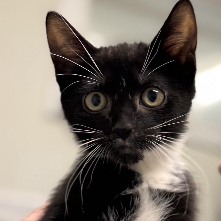 Presto, Adoptable, Kitten Male Domestic Short Hair.