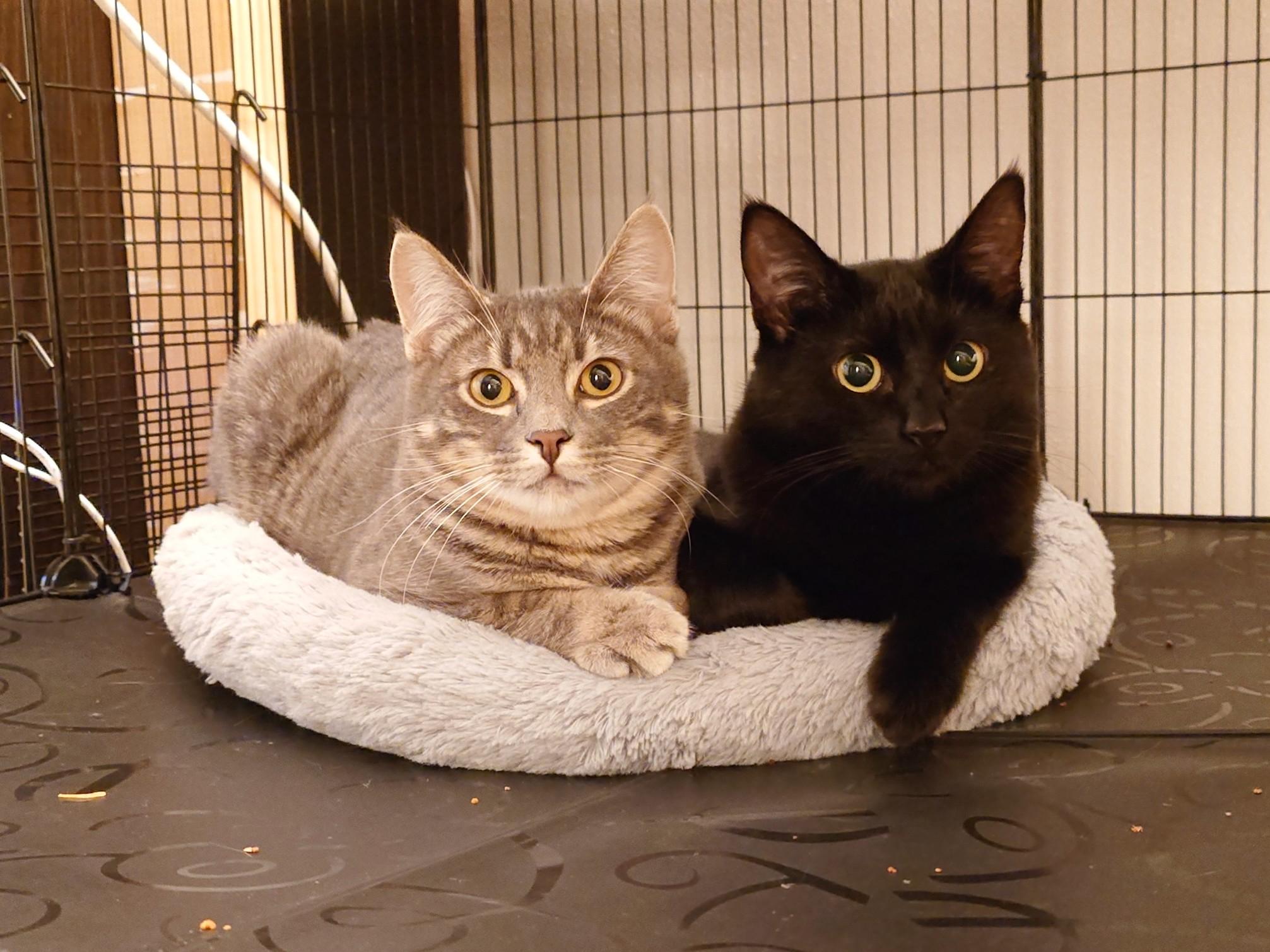 Pippa and Poupon, ADOPTABLE, Kitten Female Domestic Short Hair.