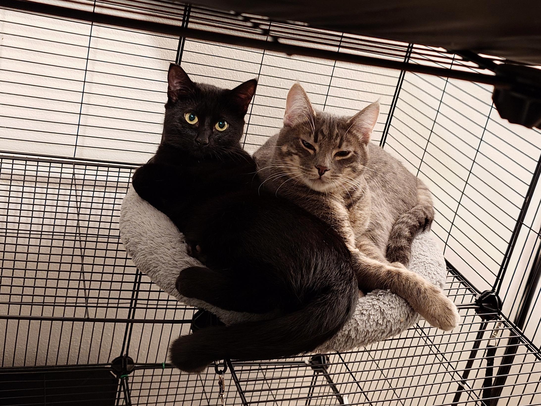 Enlarge Pippa and Poupon, a ADOPTABLE Domestic Short Hair in Seattle, WA image 2/5