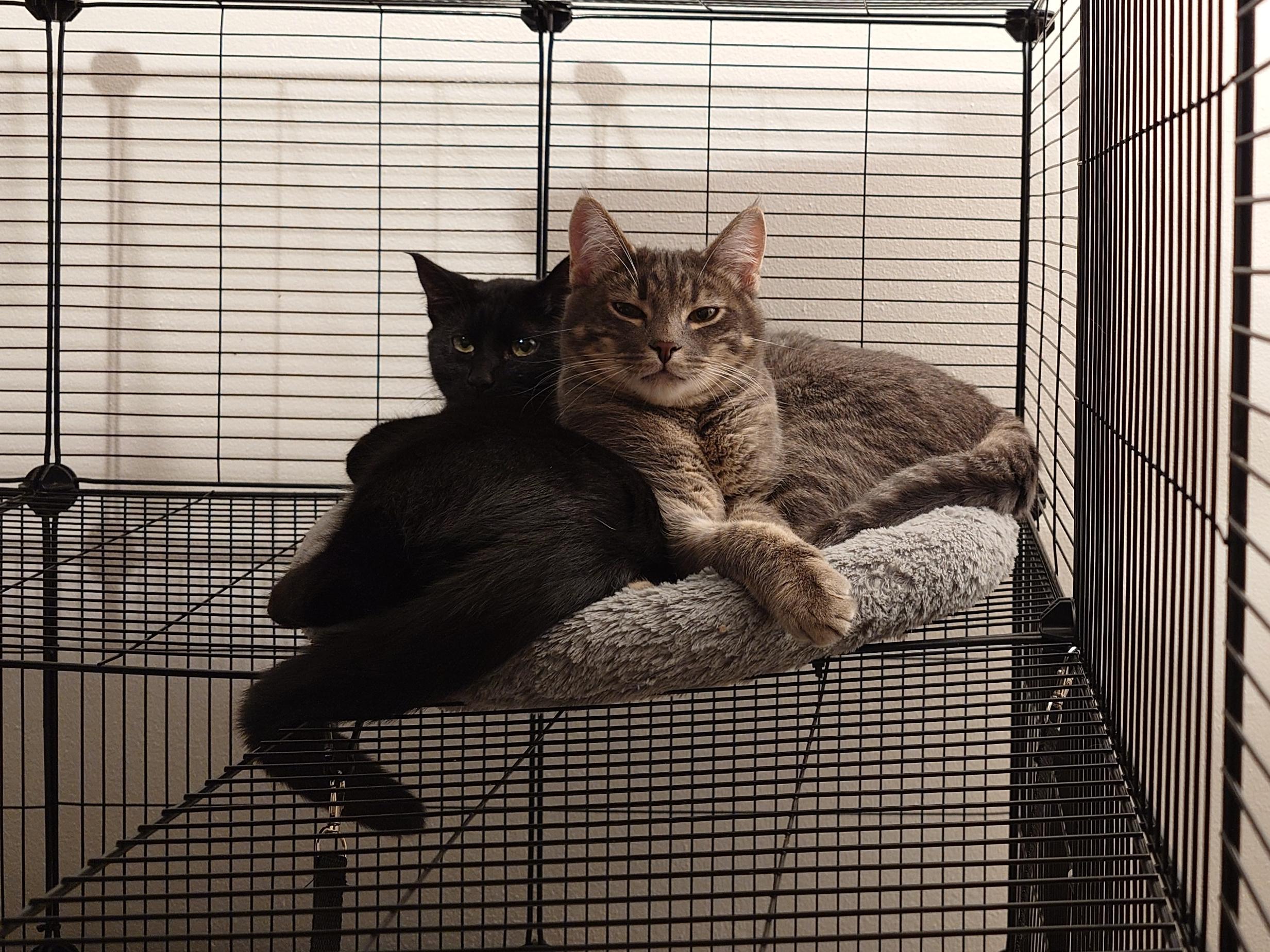 Enlarge Pippa and Poupon, a ADOPTABLE Domestic Short Hair in Seattle, WA image 3/5