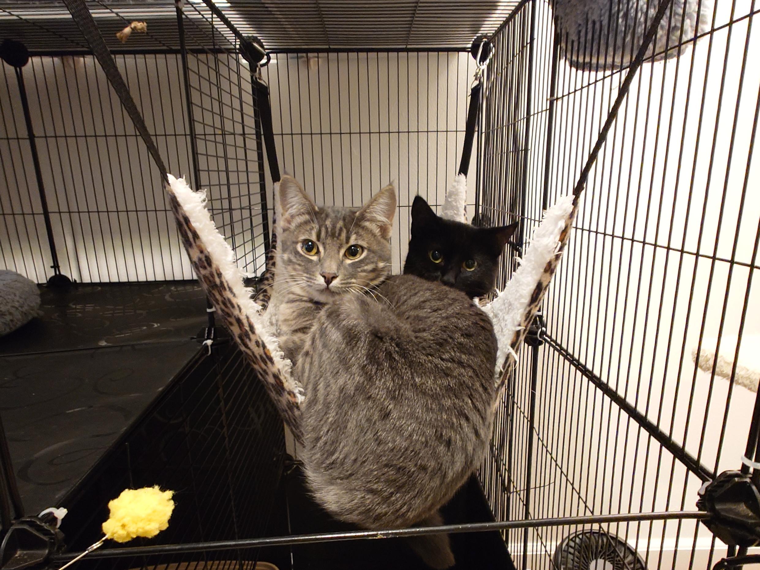 Enlarge Pippa and Poupon, a ADOPTABLE Domestic Short Hair in Seattle, WA image 4/5