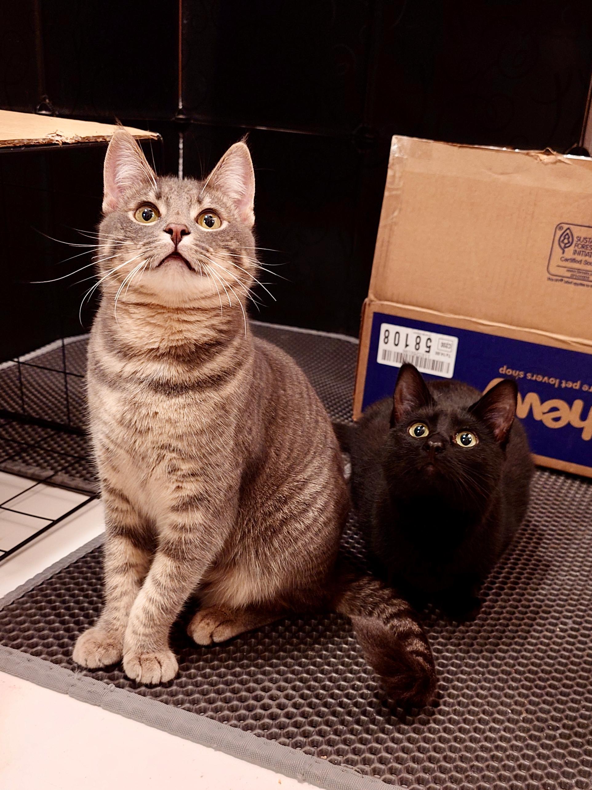 Enlarge Pippa and Poupon, a ADOPTABLE Domestic Short Hair in Seattle, WA image 5/5