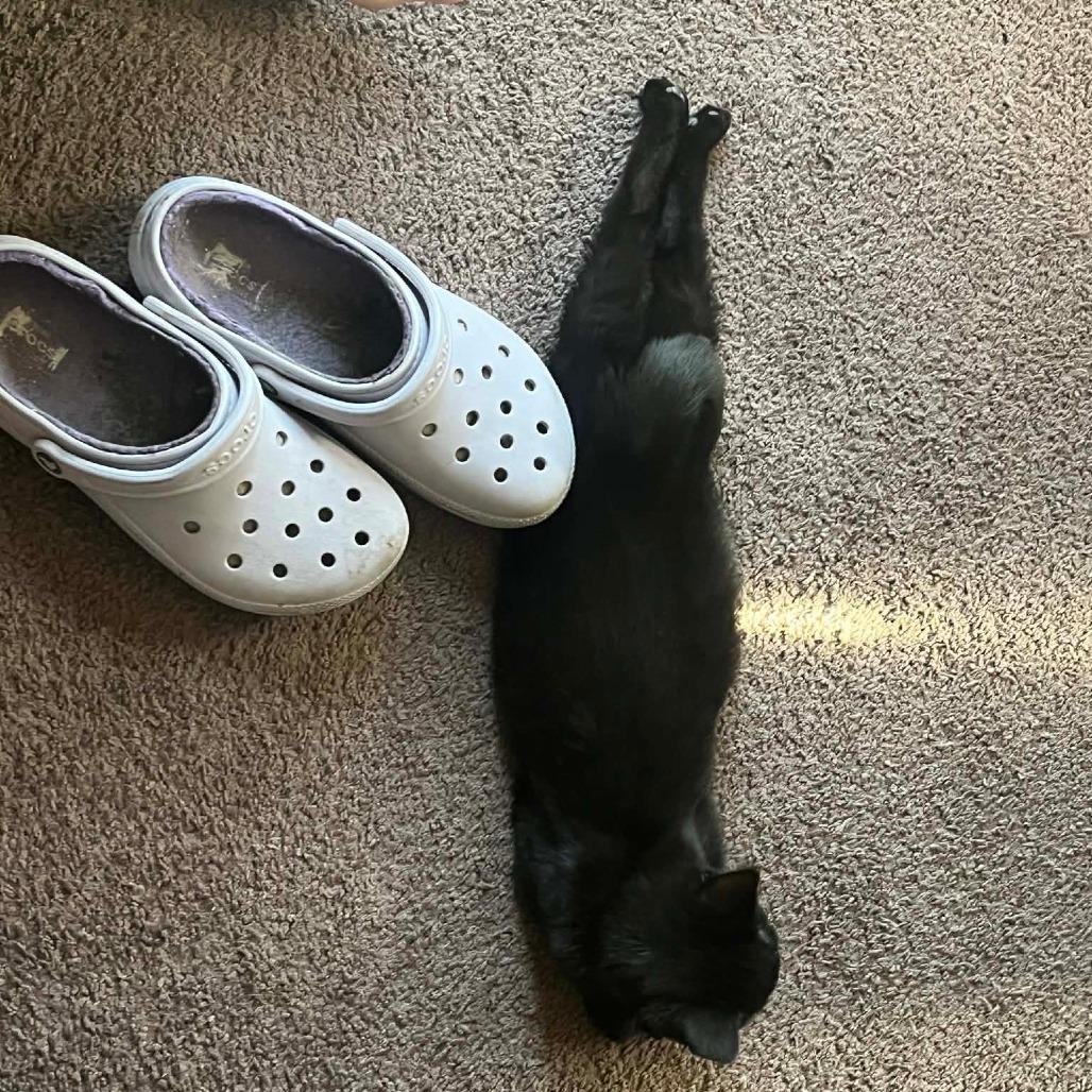 Ivy, a Adoptable Domestic Short Hair in Springfield, OH image 1/2