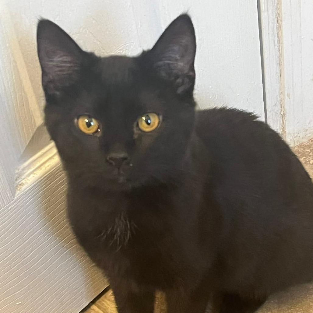 Ivy, a Adoptable Domestic Short Hair in Springfield, OH image 2/2