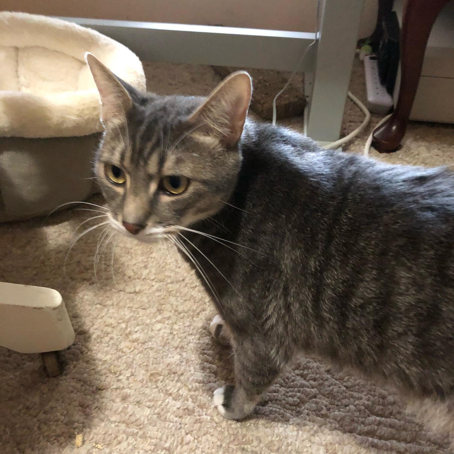 Denali, Adult Male Domestic Short Hair