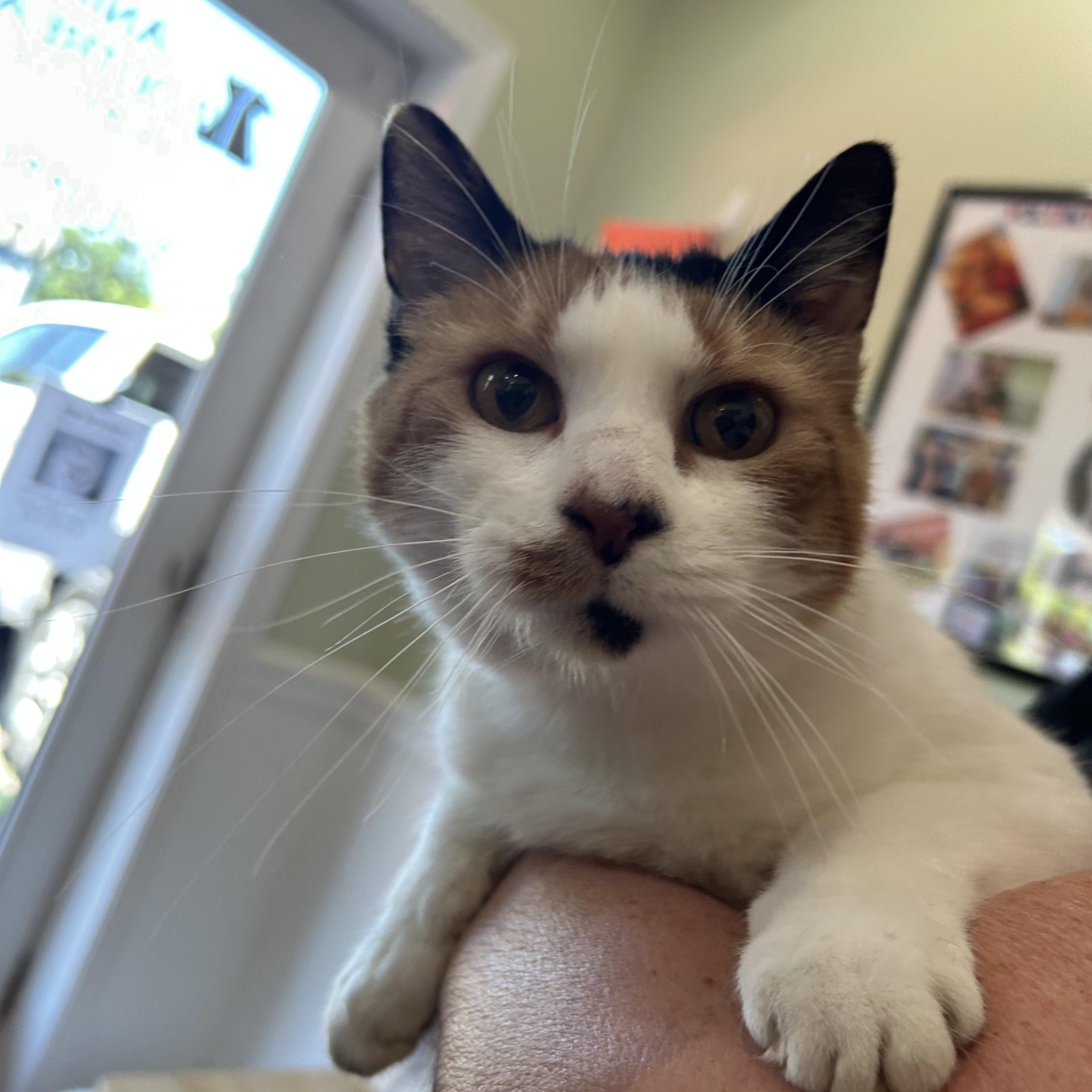 Enlarge Nami, a Adoptable Domestic Short Hair in Cape May, NJ image 1/1