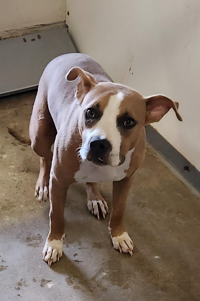 Enlarge Sally, a Adoptable mixed breed in Belton, TX image 1/1