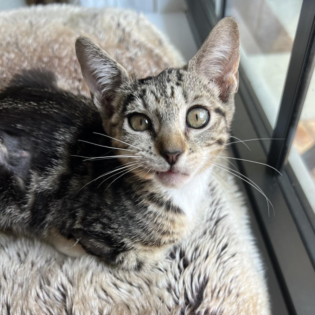 Desi, Adoptable, Kitten Female Domestic Short Hair.