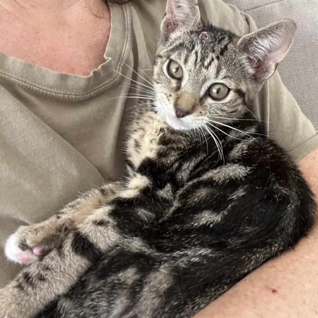 Enlarge Desi, a Adoptable Domestic Short Hair in Jupiter, FL image 3/6
