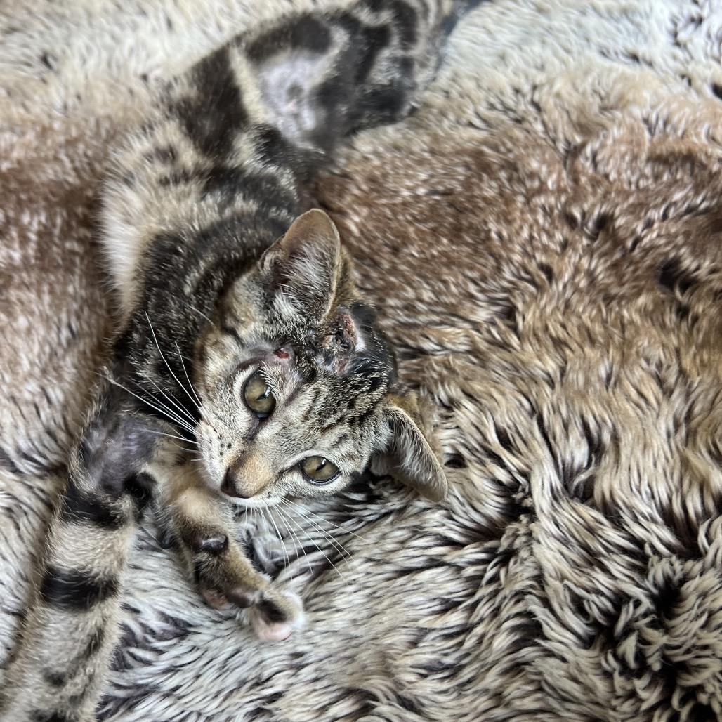 Enlarge Desi, a Adoptable Domestic Short Hair in Jupiter, FL image 4/6