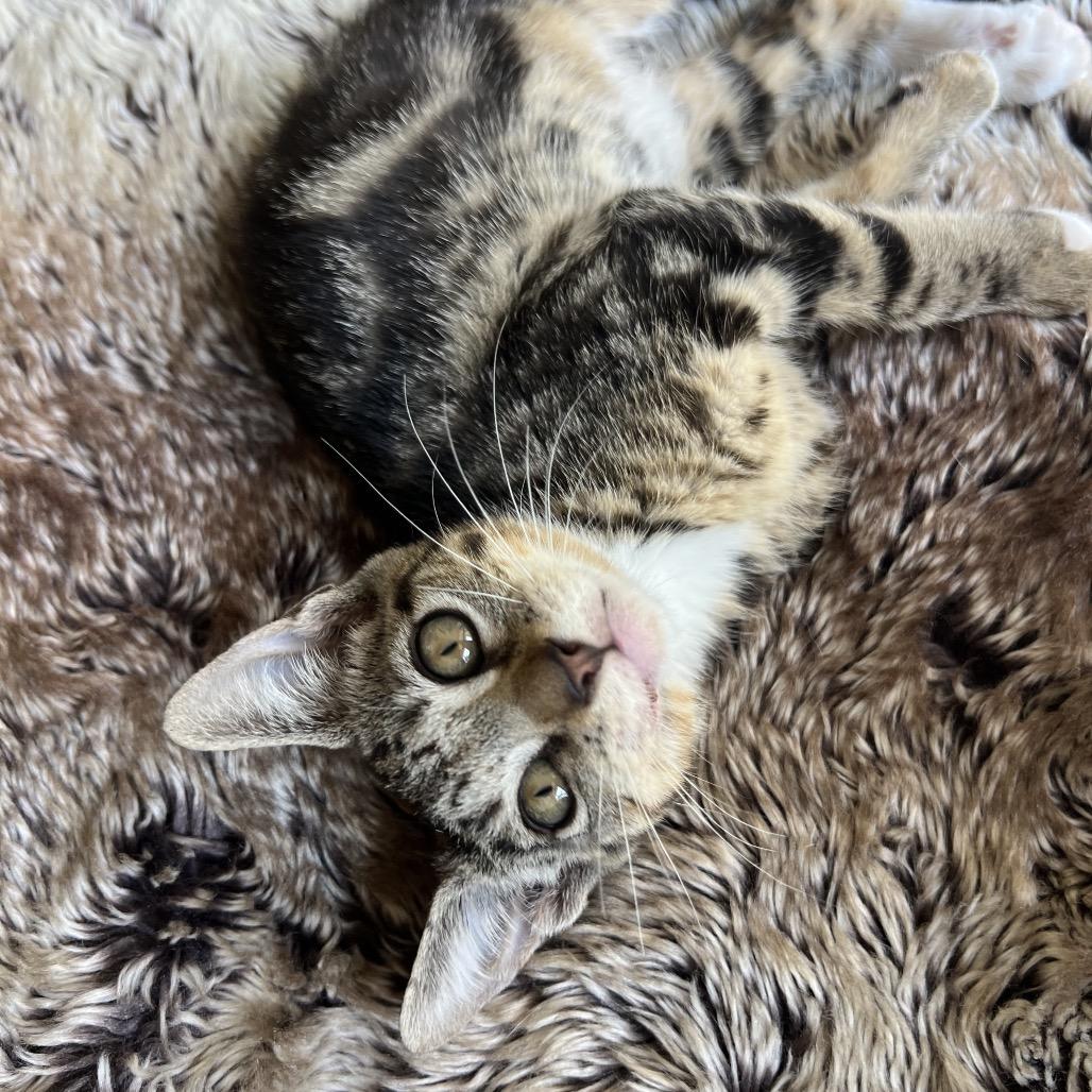 Enlarge Desi, a Adoptable Domestic Short Hair in Jupiter, FL image 5/6