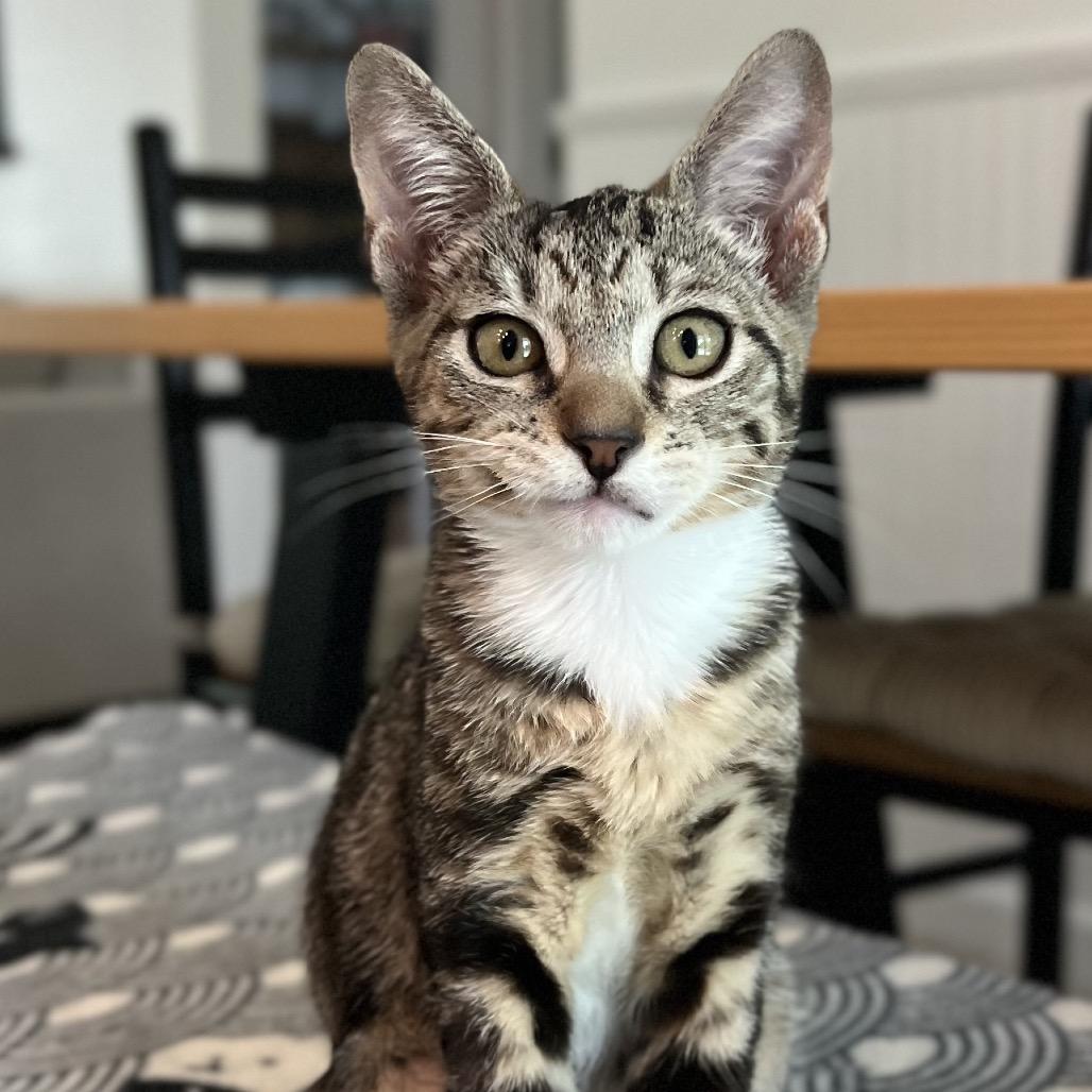 Enlarge Desi, a Adoptable Domestic Short Hair in Jupiter, FL image 6/6