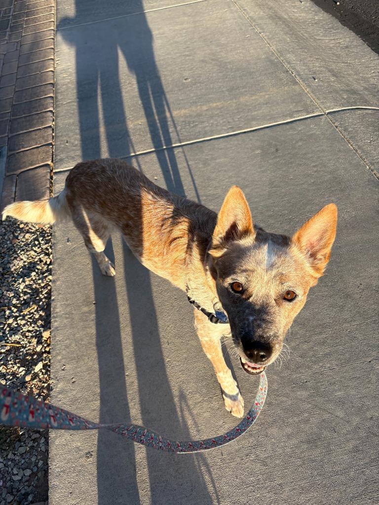 Mary, a Adoptable mixed breed in Phoenix, AZ image 3/6