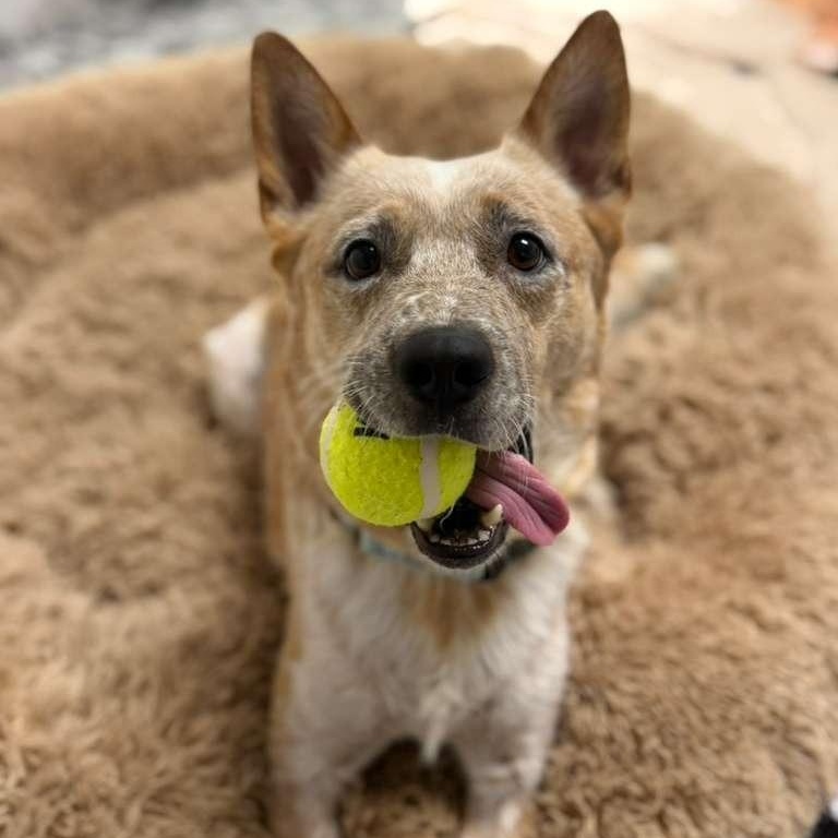 Mary, a Adoptable mixed breed in Phoenix, AZ image 1/6