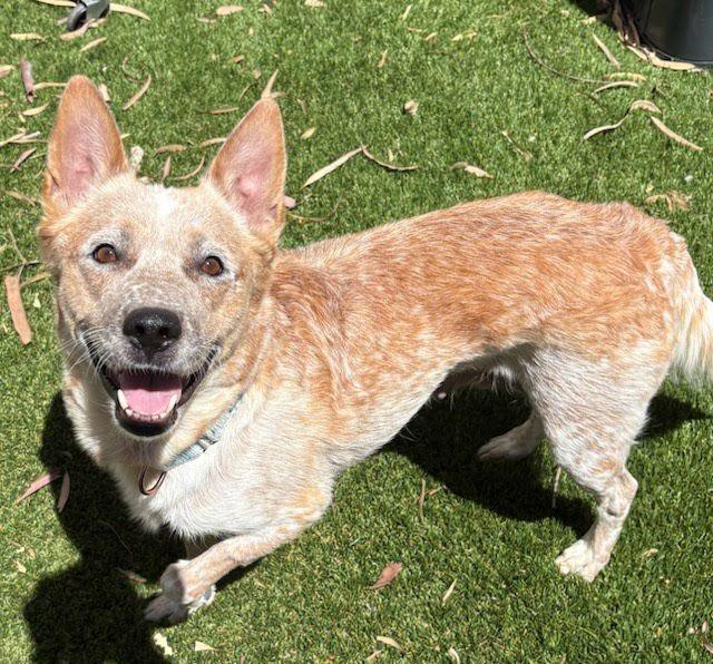Mary, a Adoptable mixed breed in Phoenix, AZ image 4/6