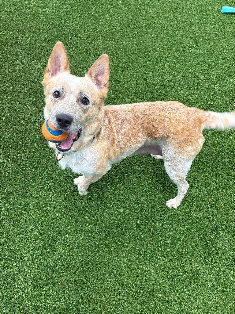Mary, a Adoptable mixed breed in Phoenix, AZ image 5/6