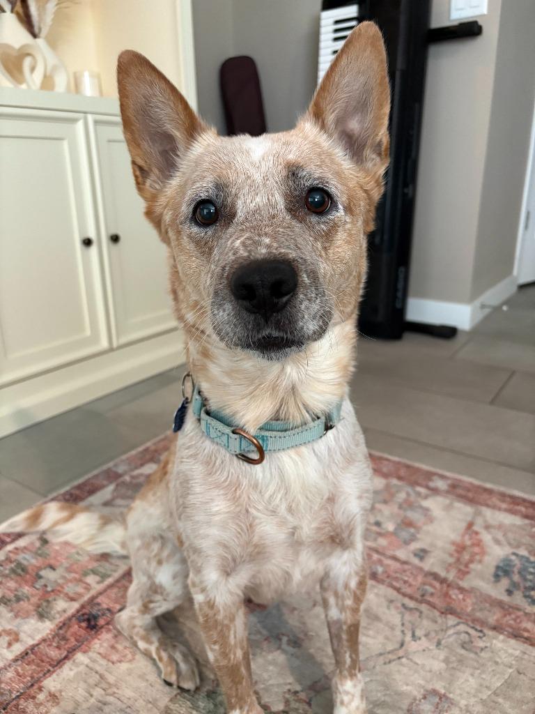 Mary, a Adoptable mixed breed in Phoenix, AZ image 6/6