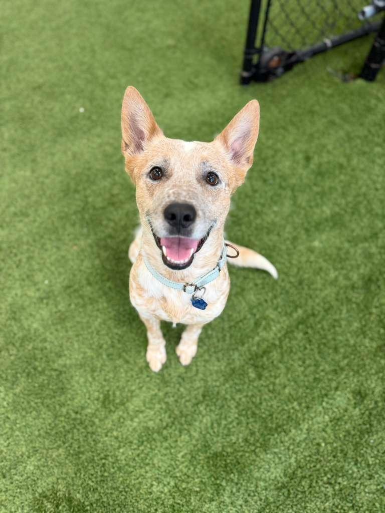Mary, a Adoptable mixed breed in Phoenix, AZ image 2/6