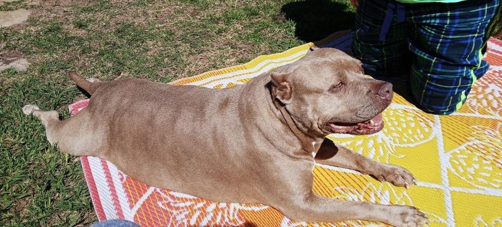 Maia Rain, Adoptable, Adult Female Pit Bull Terrier.