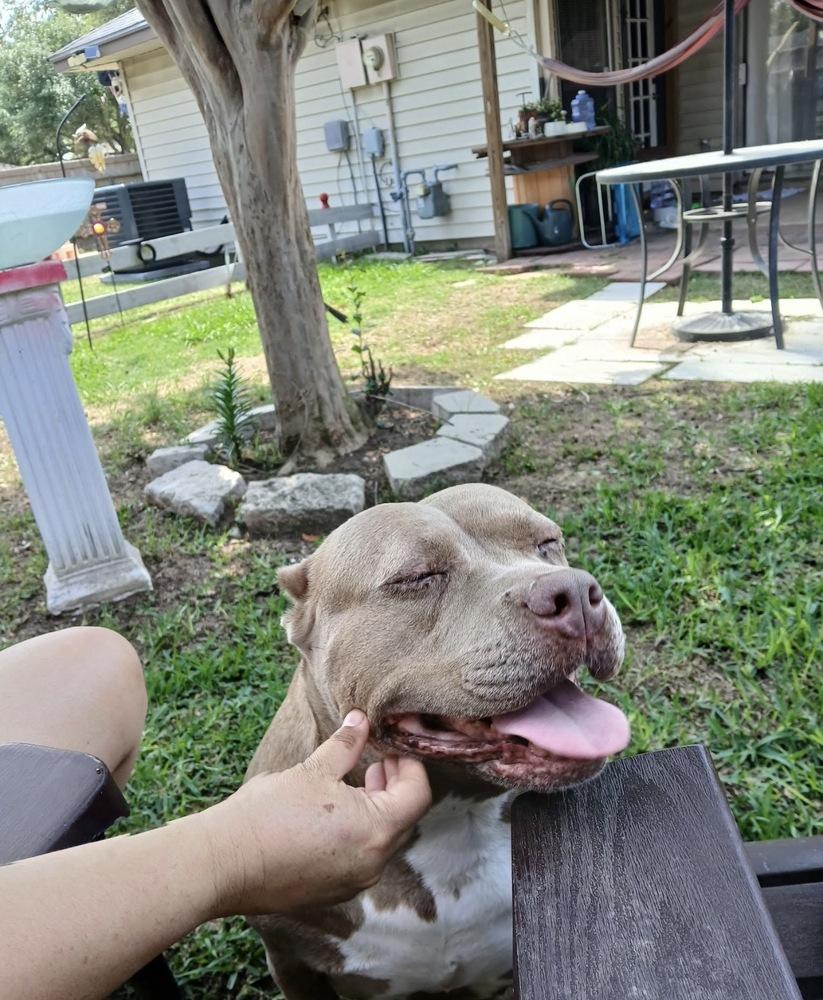 Enlarge Maia Rain, a Adoptable mixed breed in Brookshire, TX image 3/5