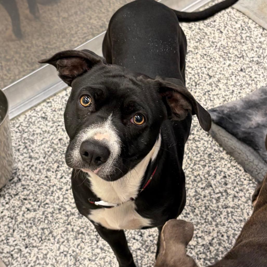 Enlarge Caesar (Poncho), a Adoptable mixed breed in Madisonville, TN image 1/4