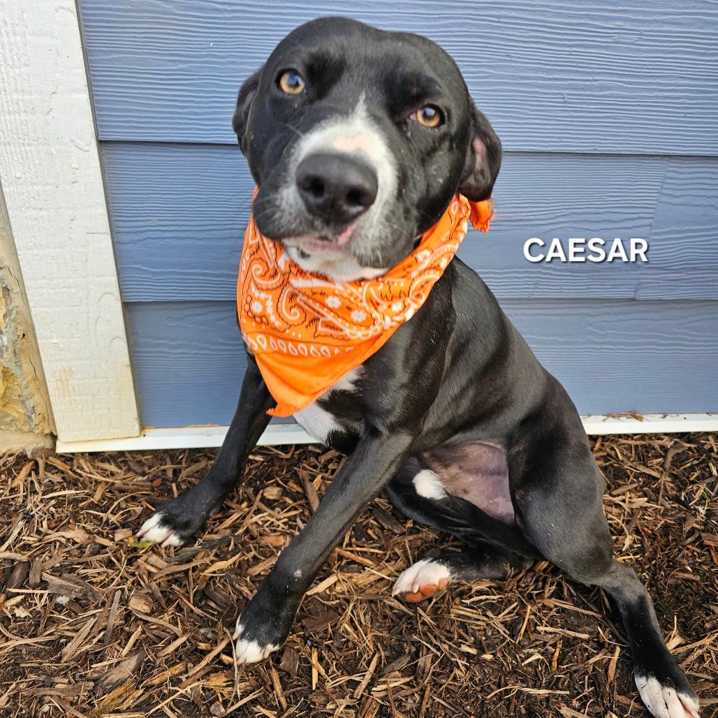 Enlarge Caesar (Poncho), a Adoptable mixed breed in Madisonville, TN image 2/4