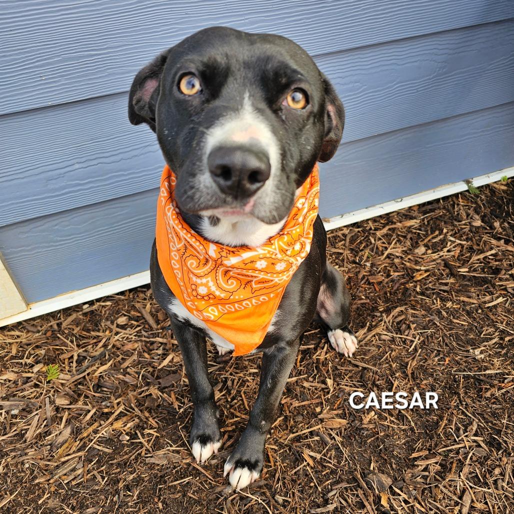 Enlarge Caesar (Poncho), a Adoptable mixed breed in Madisonville, TN image 3/4