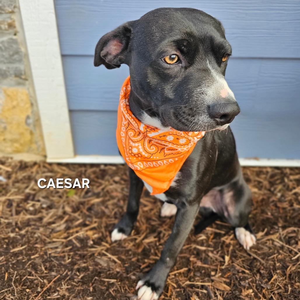 Enlarge Caesar (Poncho), a Adoptable mixed breed in Madisonville, TN image 4/4