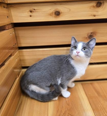 June, Adoptable, Kitten Female Domestic Short Hair.