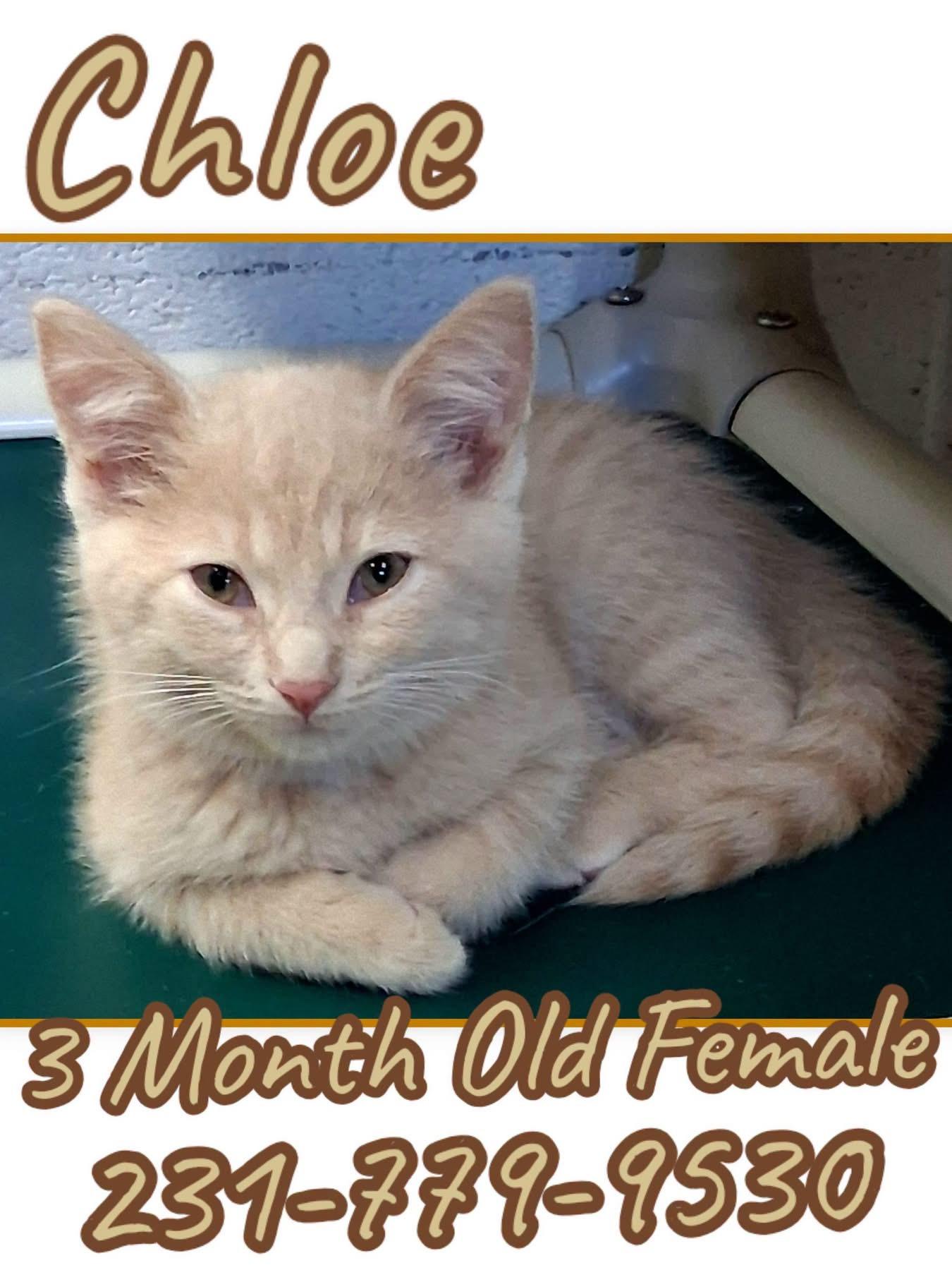 Enlarge CHLOE, a Adopted Domestic Short Hair in Cadillac, MI image 1/1