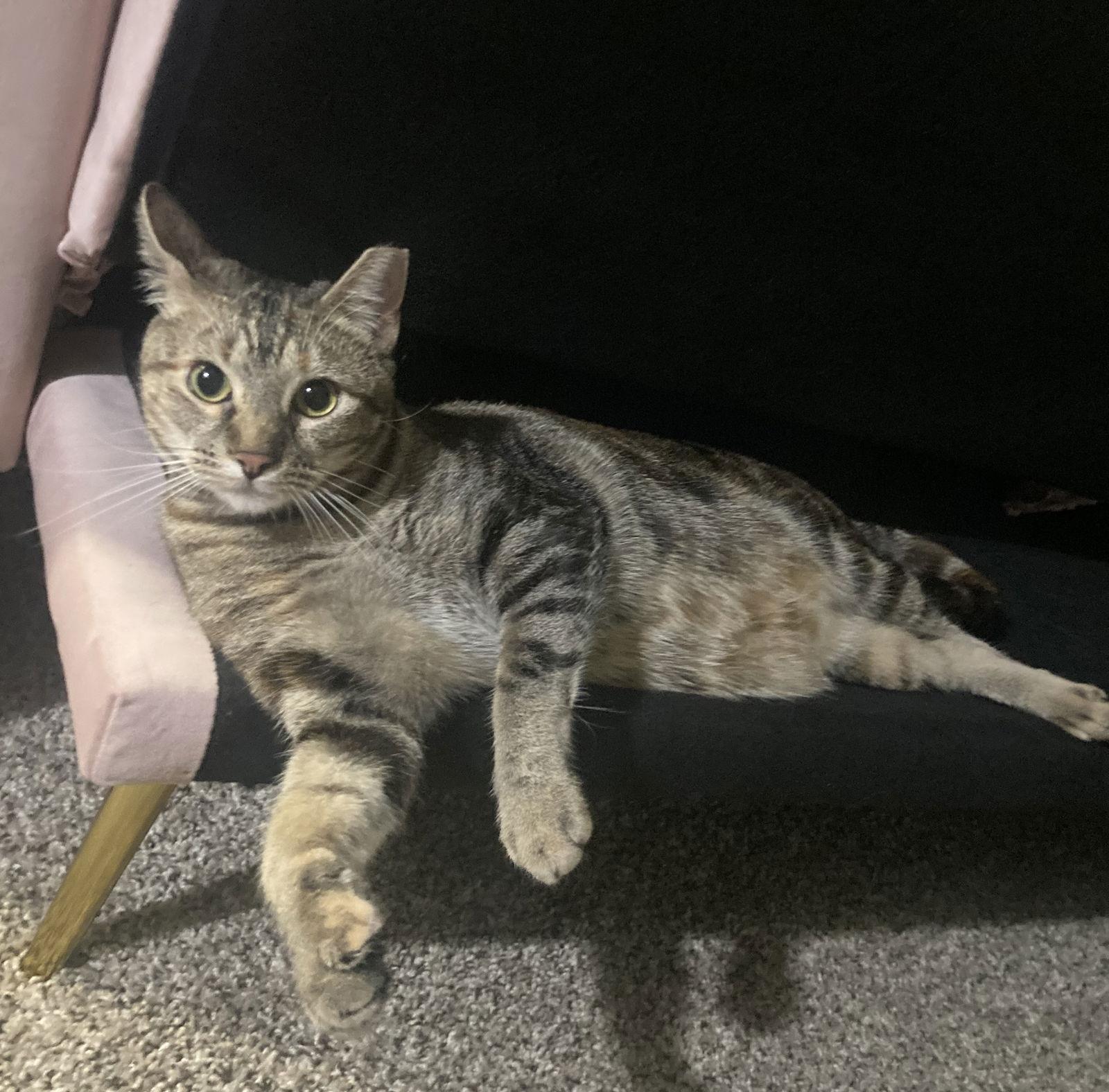 Enlarge Lollis great-playmate-for-kids, a Adoptable mixed breed in Eagan, MN image 2/6