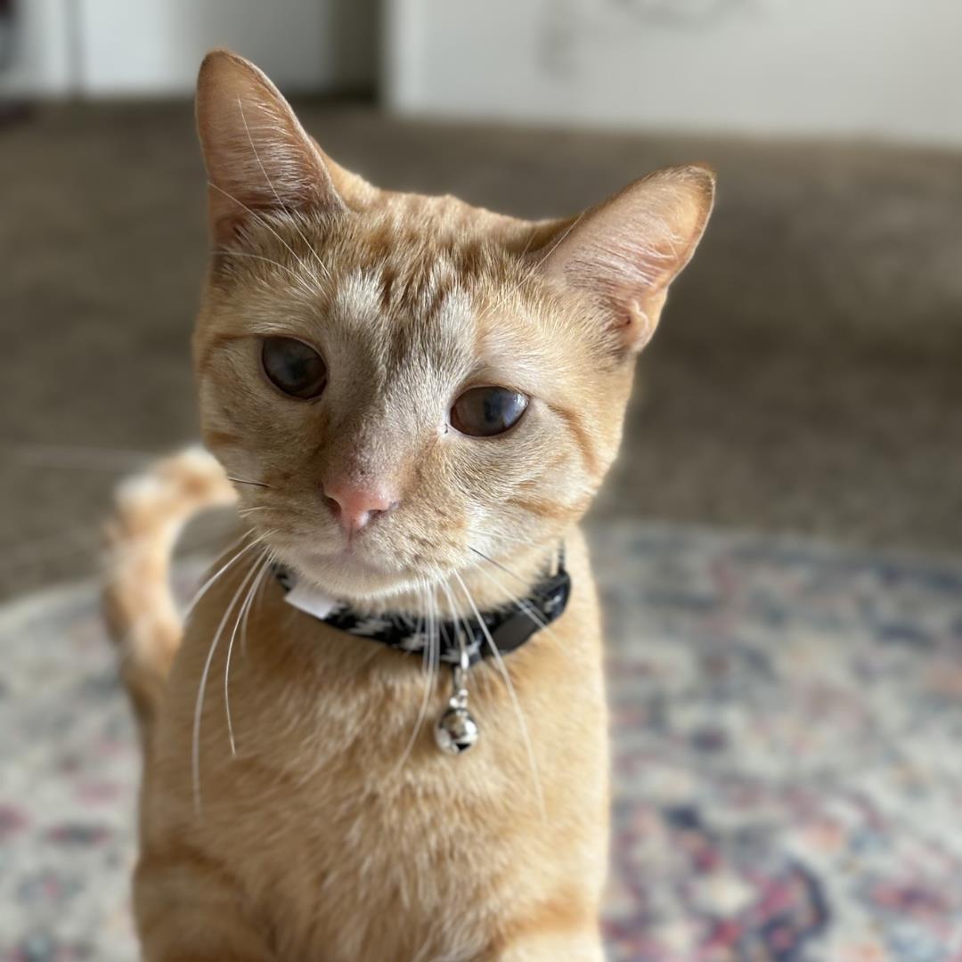 CARROT, Adoptable, Young Male Domestic Short Hair & Domestic Short Hair.