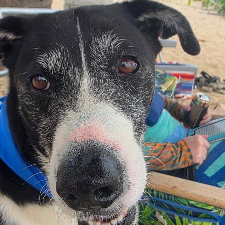 Skipper, Adoptable, Senior Male Mixed Breed.