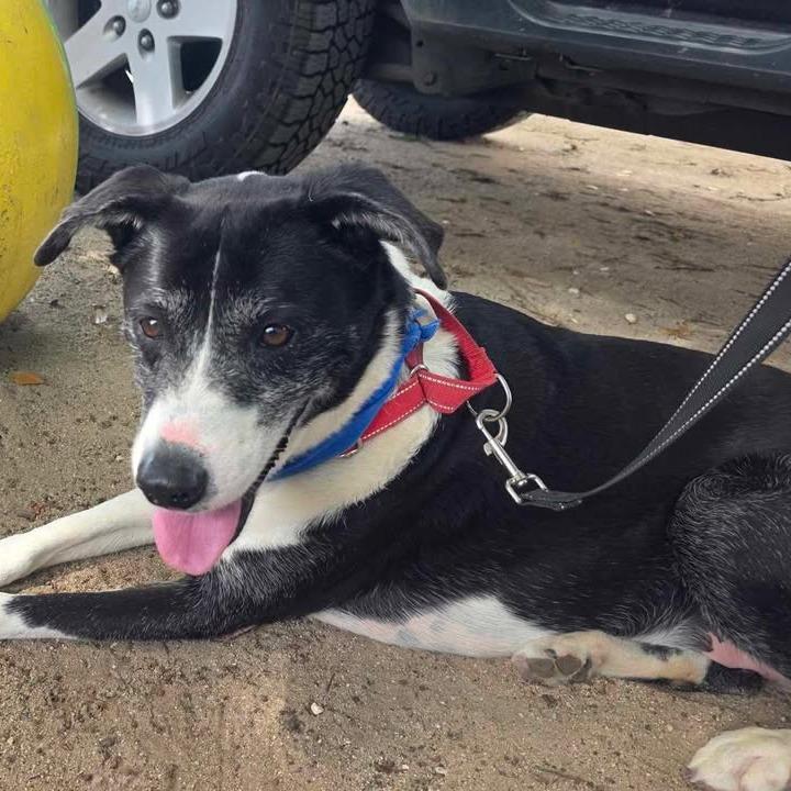 Enlarge Skipper, a Adoptable Mixed Breed in Vieques, PR image 2/3