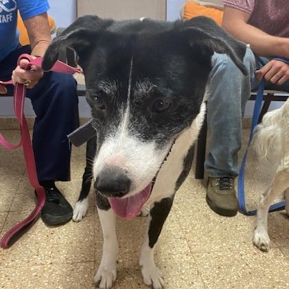 Enlarge Skipper, a Adoptable Mixed Breed in Vieques, PR image 3/3