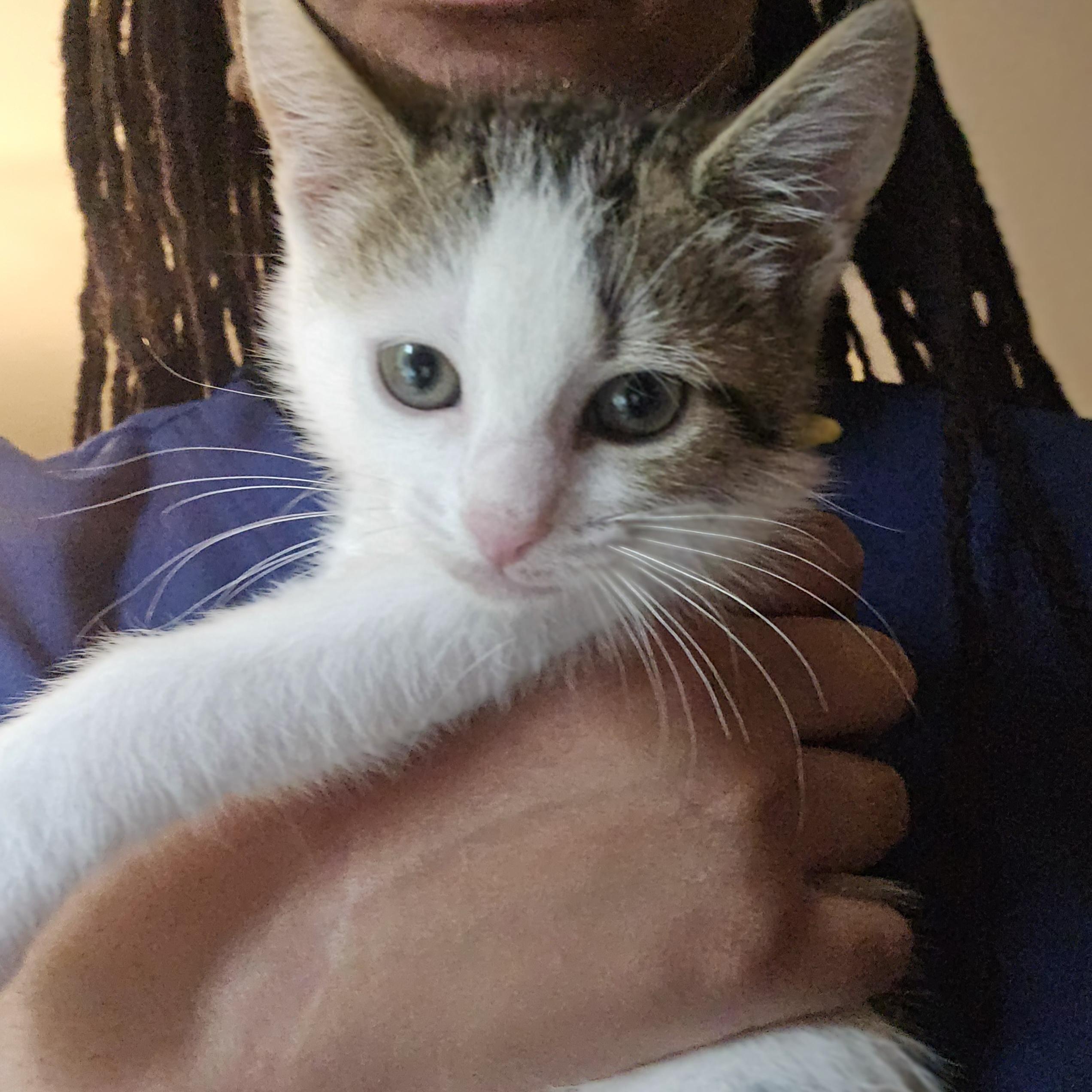 Pineapple & Ace photo 5