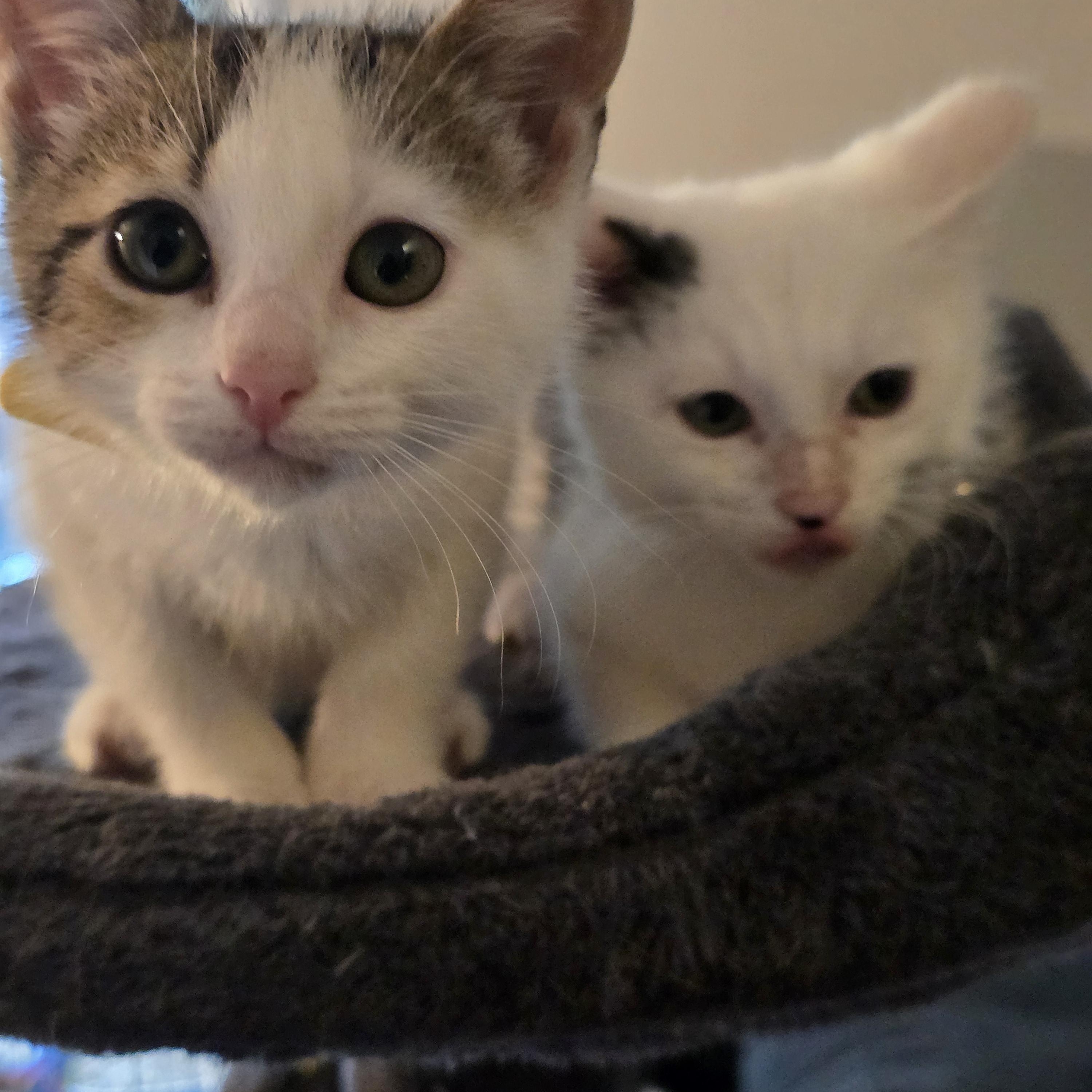 Pineapple & Ace, Baby Female unknown