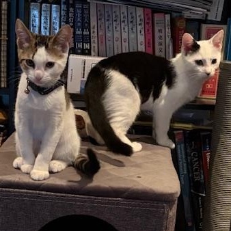 Pineapple & Ace photo 4
