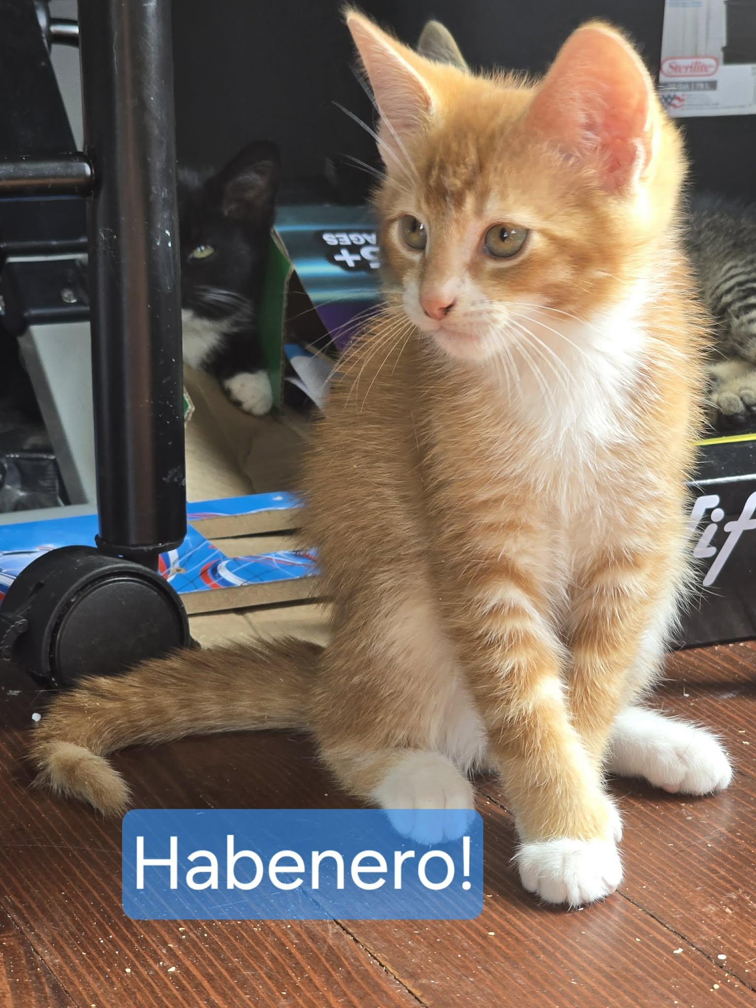 Habanero, adopted, Kitten Male Domestic Short Hair.