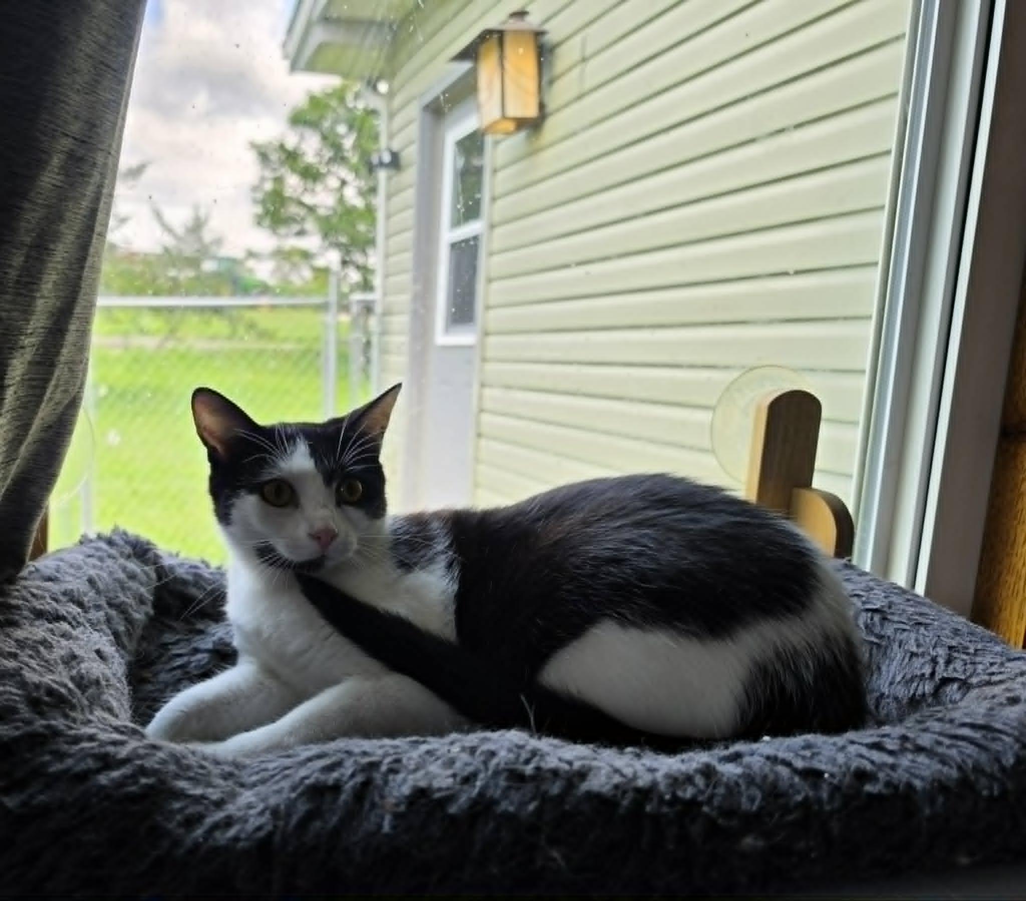 Enlarge Dodge, a ADOPTABLE Domestic Short Hair in Overland Park, KS image 1/3