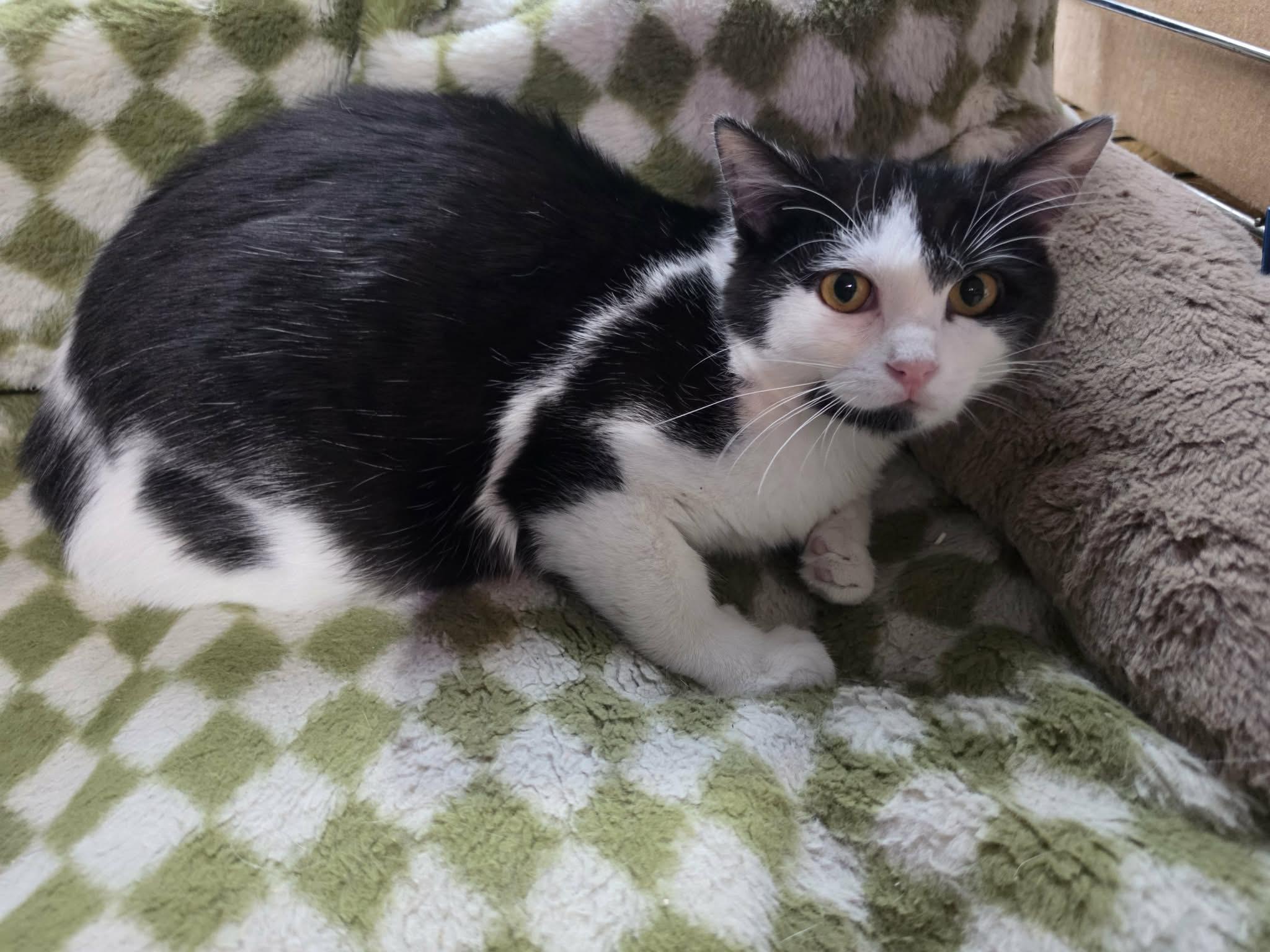 Enlarge Dodge, a ADOPTABLE Domestic Short Hair in Overland Park, KS image 1/2