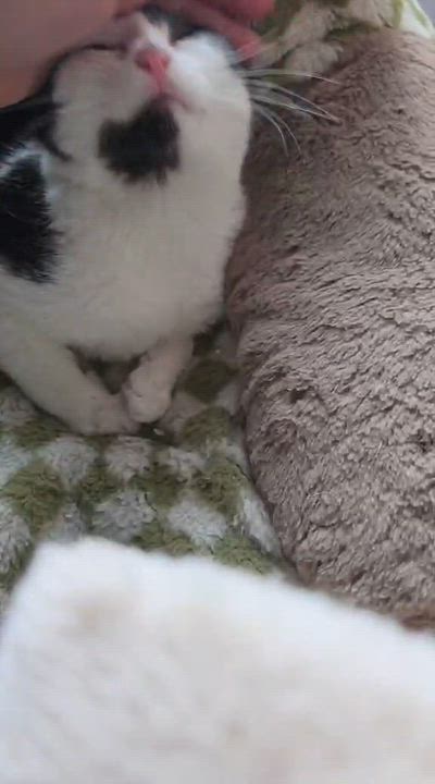 Enlarge Dodge, a ADOPTABLE Domestic Short Hair in Overland Park, KS video 2/2