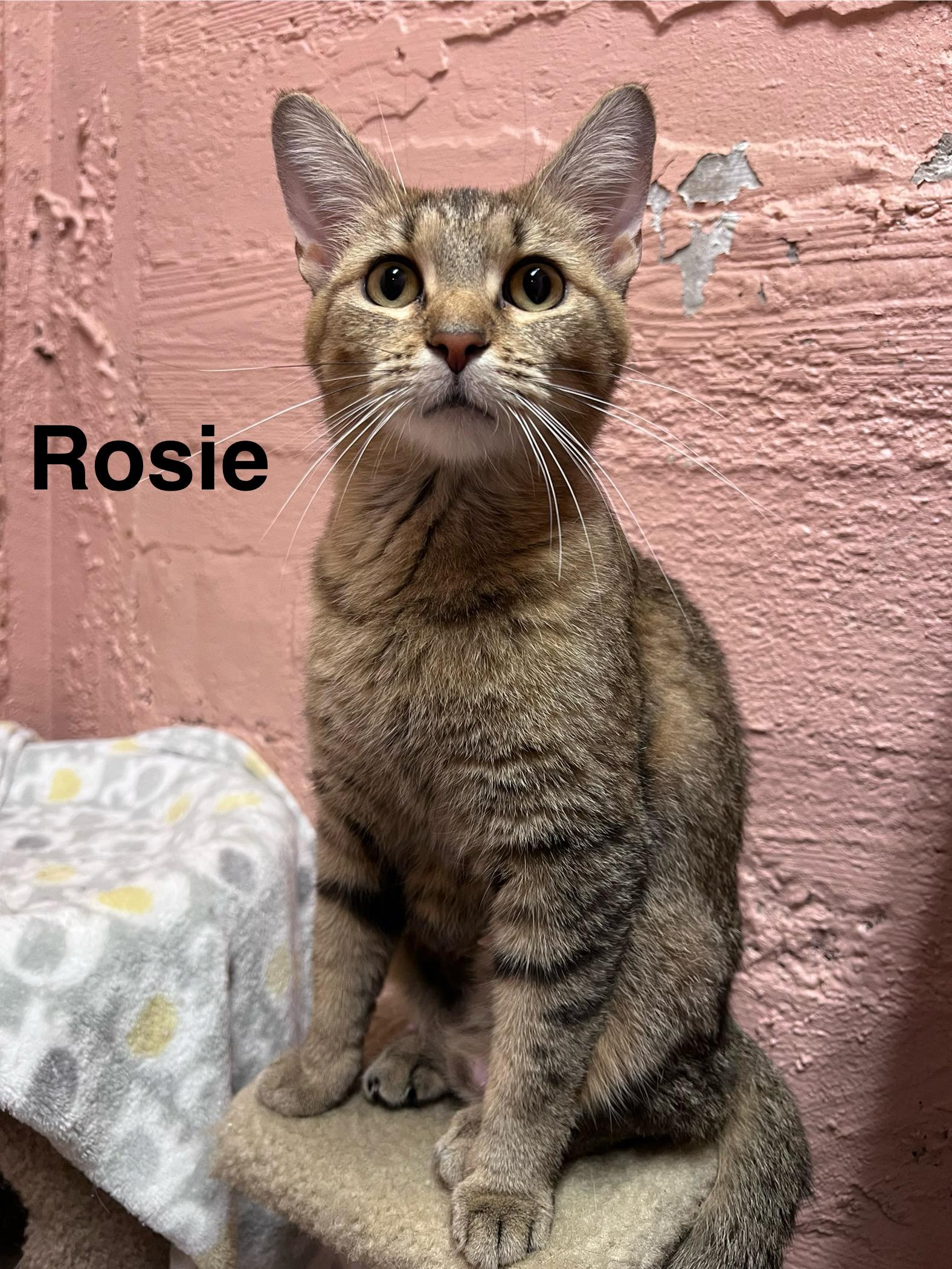 Enlarge Rosie, a ADOPTABLE Tabby in Muncie, IN image 1/1
