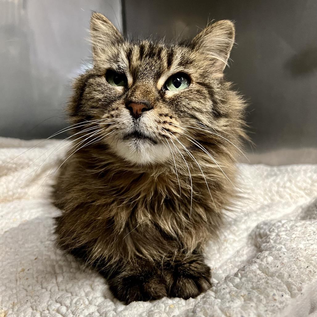 Mica, Adoptable, Senior Female Domestic Long Hair.