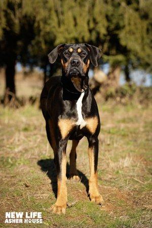 Bailey, a Adoptable mixed breed in Portland, OR image 2/6