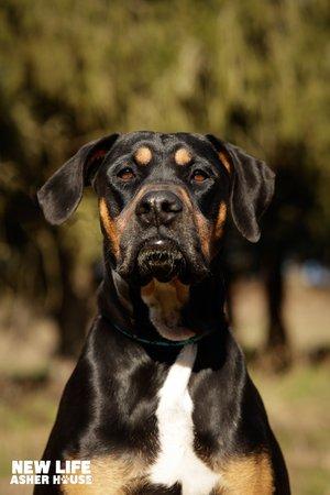 Bailey, a Adoptable mixed breed in Portland, OR image 1/6