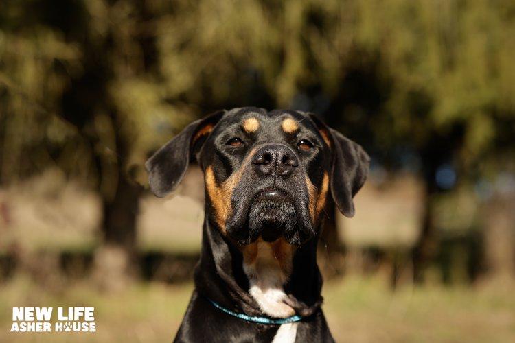 Bailey, a Adoptable mixed breed in Portland, OR image 3/6