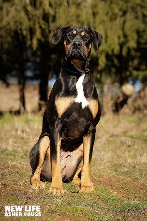 Bailey, a Adoptable mixed breed in Portland, OR image 4/6