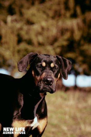 Bailey, a Adoptable mixed breed in Portland, OR image 5/6