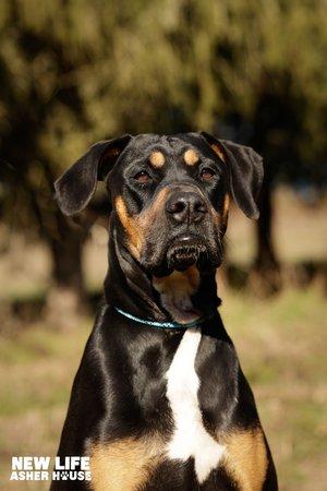 Bailey, a Adoptable mixed breed in Portland, OR image 6/6